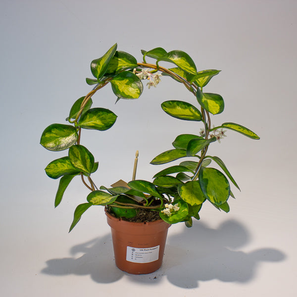 Hoya Australis Lisa on Trellis 12cm H45cm