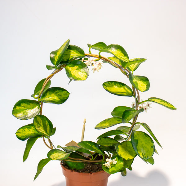 Hoya Australis Lisa on Trellis 12cm H45cm