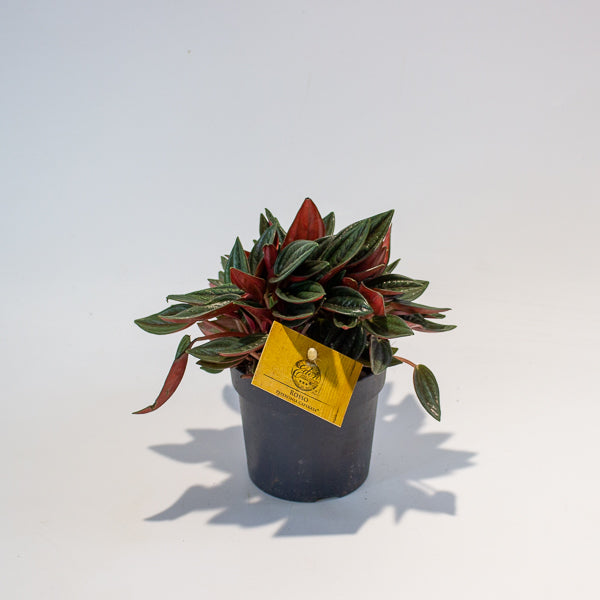 Peperomia Caperata Rosso 10.5cm H15cm