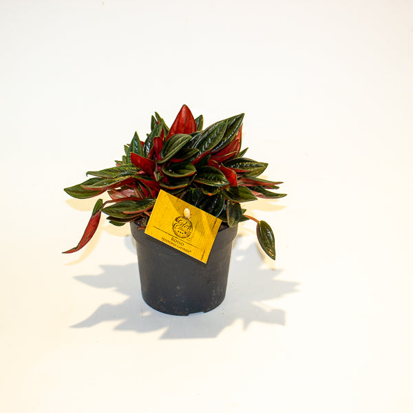 Peperomia Caperata Rosso 10.5cm H15cm