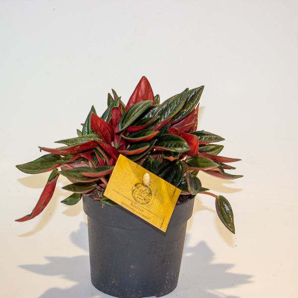 Peperomia Caperata Rosso 10.5cm H15cm