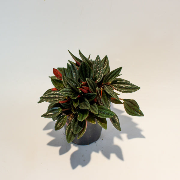 Peperomia Caperata Rosso 10.5cm H15cm