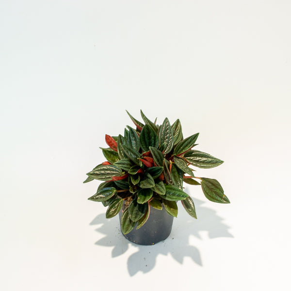 Peperomia Caperata Rosso 10.5cm H15cm