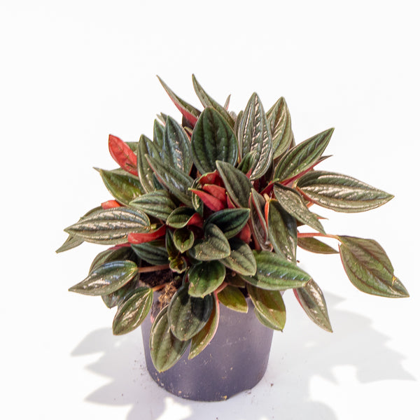Peperomia Caperata Rosso 10.5cm H15cm