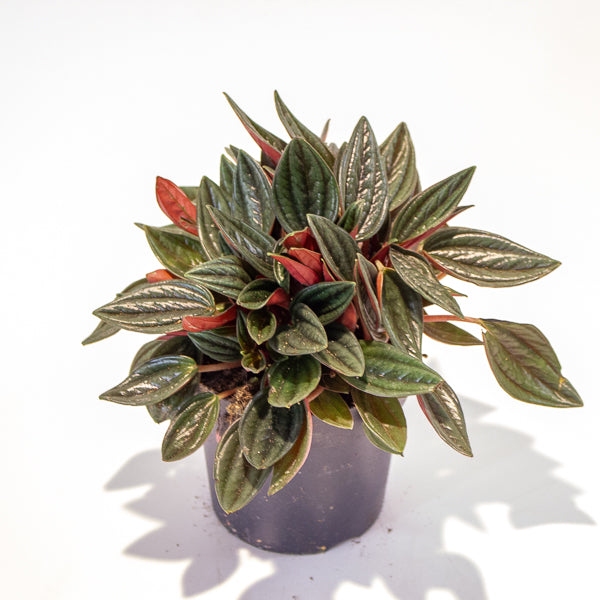 Peperomia Caperata Rosso 10.5cm H15cm