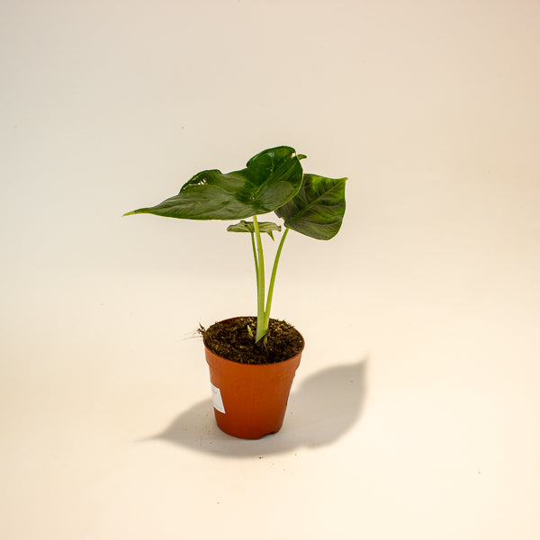 Alocasia Green Unicorn 9cm H15cm