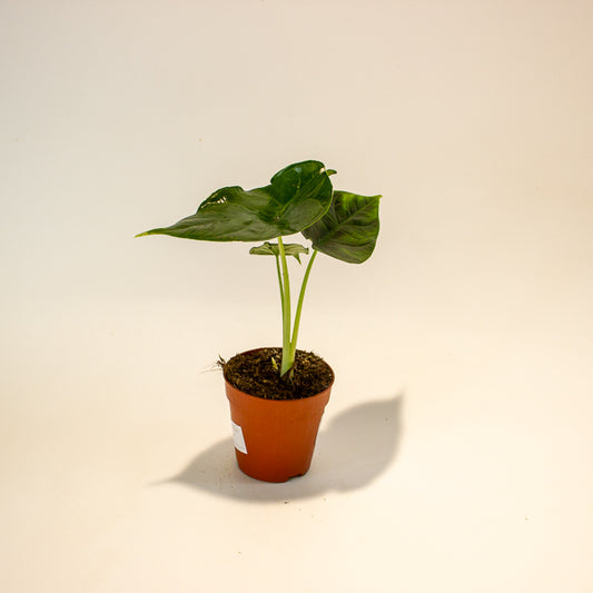 Alocasia Green Unicorn 9cm H15cm