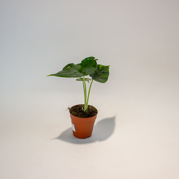 Alocasia Green Unicorn 9cm H15cm