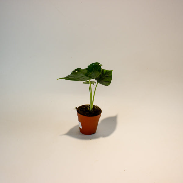 Alocasia Green Unicorn 9cm H15cm