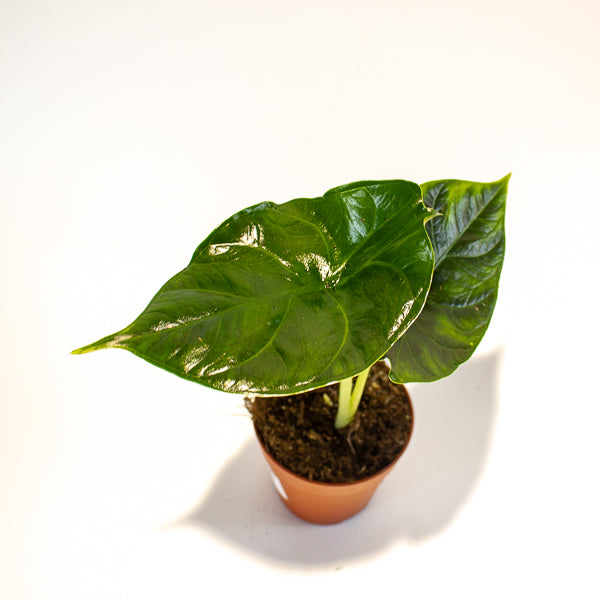 Alocasia Green Unicorn 9cm H15cm