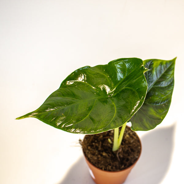 Alocasia Green Unicorn 9cm H15cm