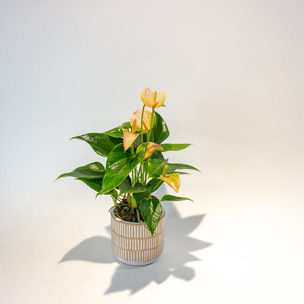 Anthurium Joli Peach 9cm H30cm