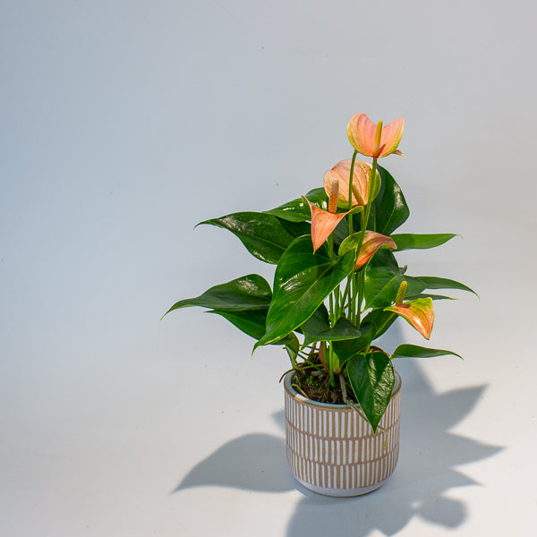 Anthurium Joli Peach 9cm H30cm