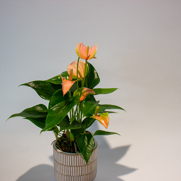 Anthurium Joli Peach 9cm H30cm