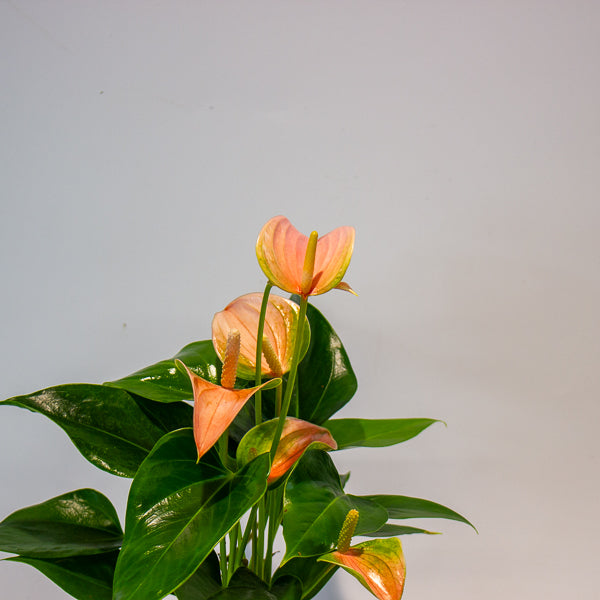 Anthurium Joli Peach 9cm H30cm
