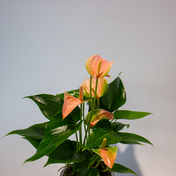 Anthurium Joli Peach 9cm H30cm