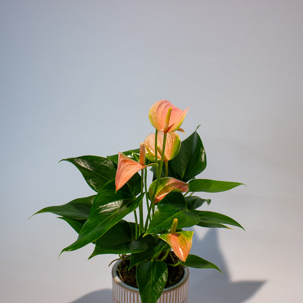 Anthurium Joli Peach 9cm H30cm