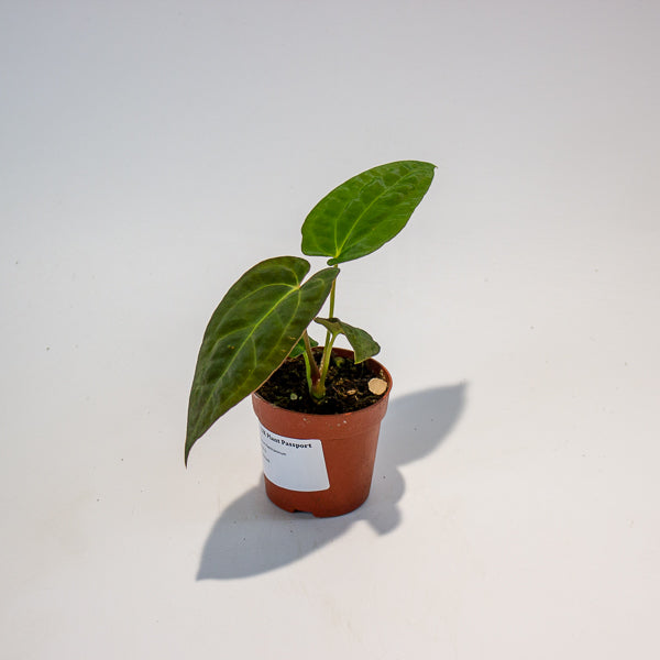 Anthurium Papillilaminum 7cm H15cm