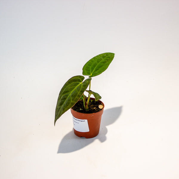 Anthurium Papillilaminum 7cm H15cm