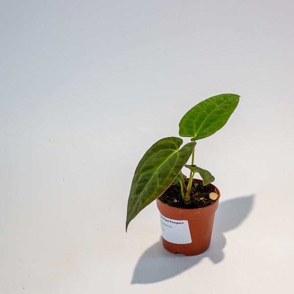 Anthurium Papillilaminum 7cm H15cm