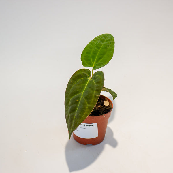 Anthurium Papillilaminum 7cm H15cm