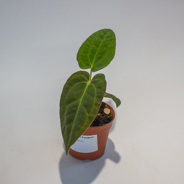 Anthurium Papillilaminum 7cm H15cm