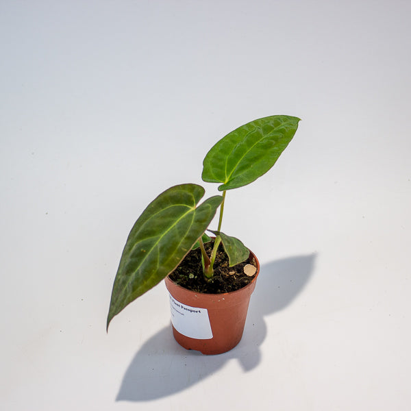 Anthurium Papillilaminum 7cm H15cm