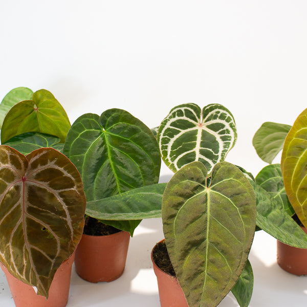 Anthurium mix Hybrid NOID 12cm H20cm