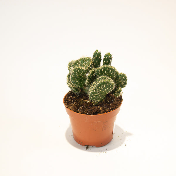 Euphorbia Crestata  - Choose One from our selection 10.5cm H15cm