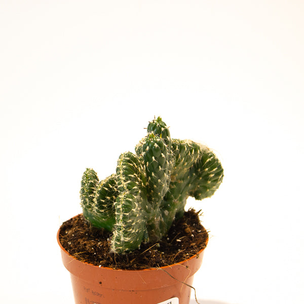 Euphorbia Crestata  - Choose One from our selection 10.5cm H15cm