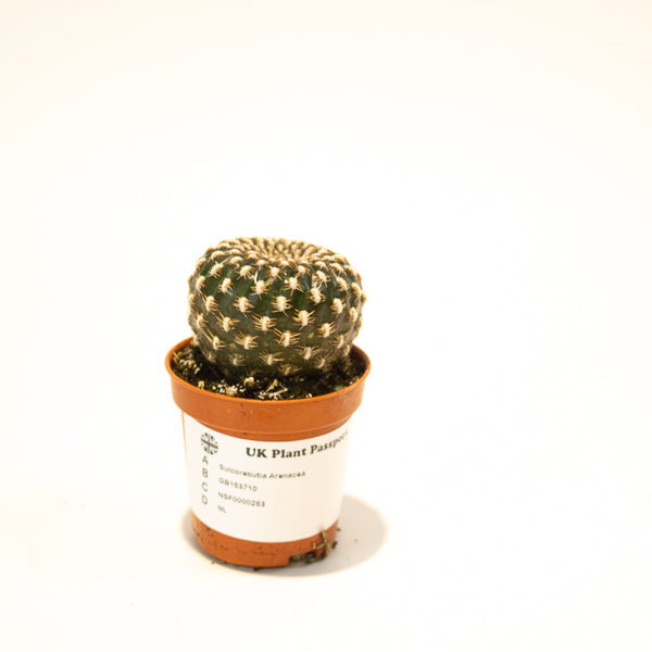 Sulcorebutia Arenacea 5.5cm H12cm