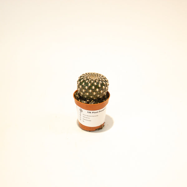 Sulcorebutia Arenacea 5.5cm H12cm