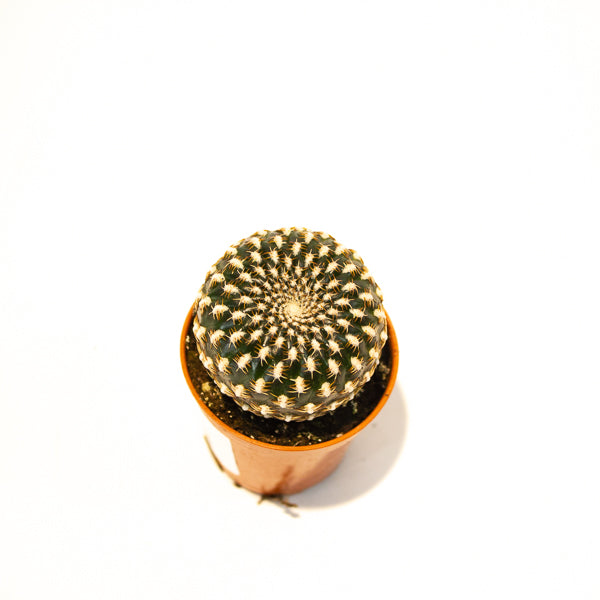 Sulcorebutia Arenacea 5.5cm H12cm