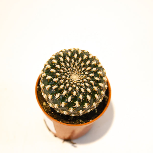 Sulcorebutia Arenacea 5.5cm H12cm