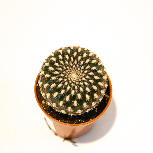 Sulcorebutia Arenacea 5.5cm H12cm