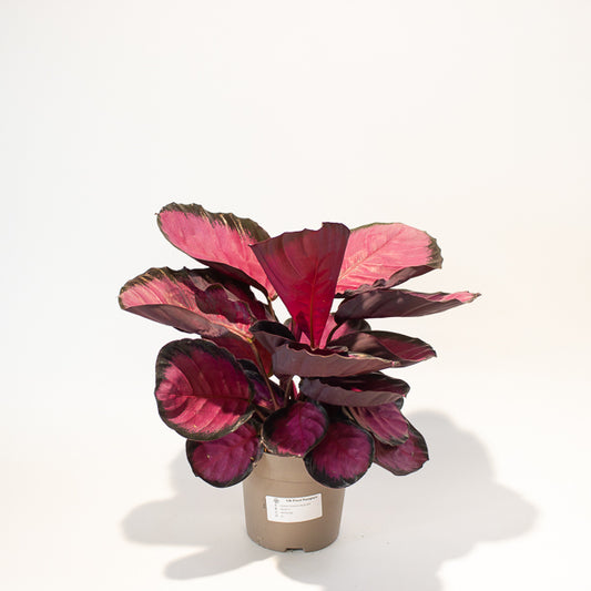 Calathea roseopicta 'Mysty Red' 14cm H40cm