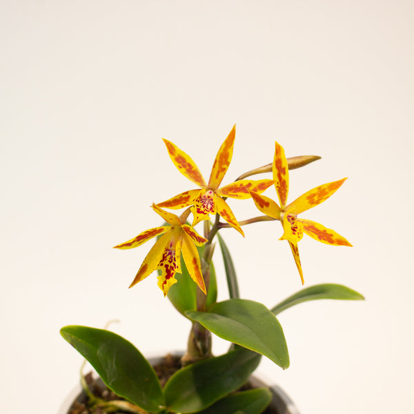 Cattleya Volcano 12cm H35cm