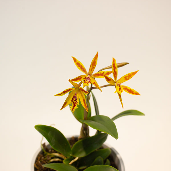 Cattleya Volcano 12cm H35cm