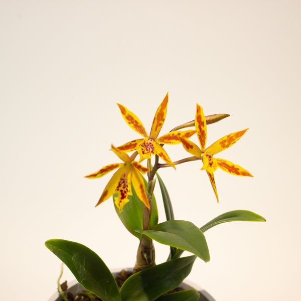 Cattleya Volcano 12cm H35cm