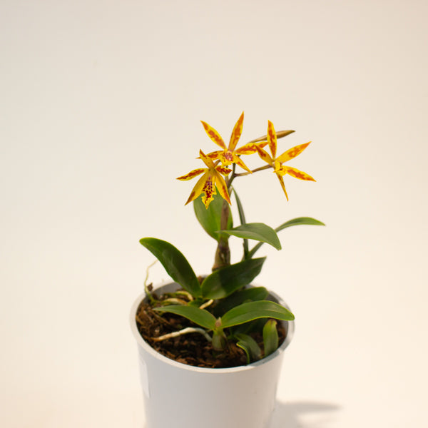 Cattleya Volcano 12cm H35cm