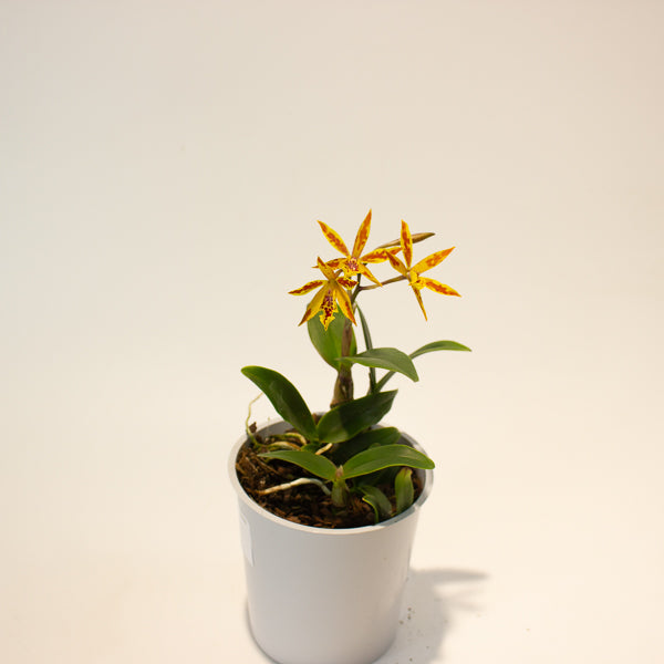 Cattleya Volcano 12cm H35cm