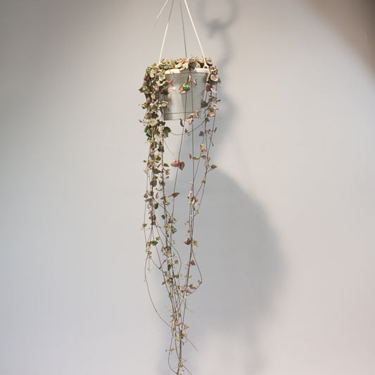 Ceropegia woodii Variegata 14cm H70cm