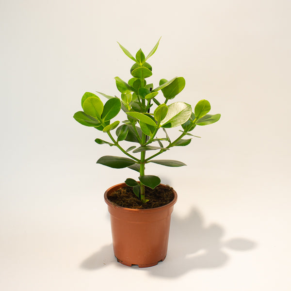 Clusia rosea Princess 17cm H50cm