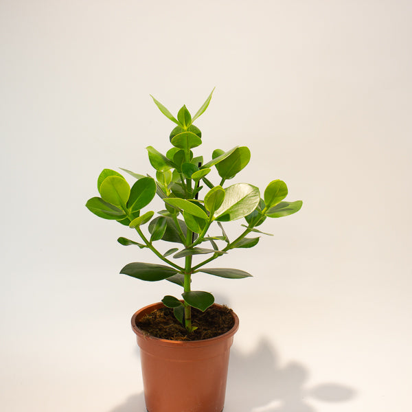 Clusia rosea Princess 17cm H50cm