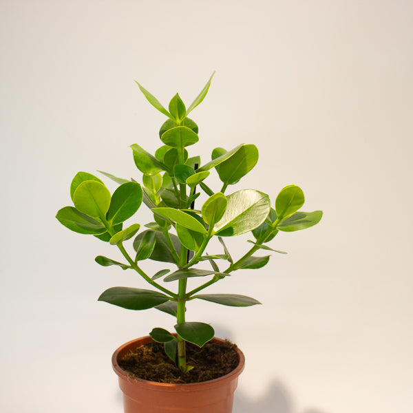 Clusia rosea Princess 17cm H50cm