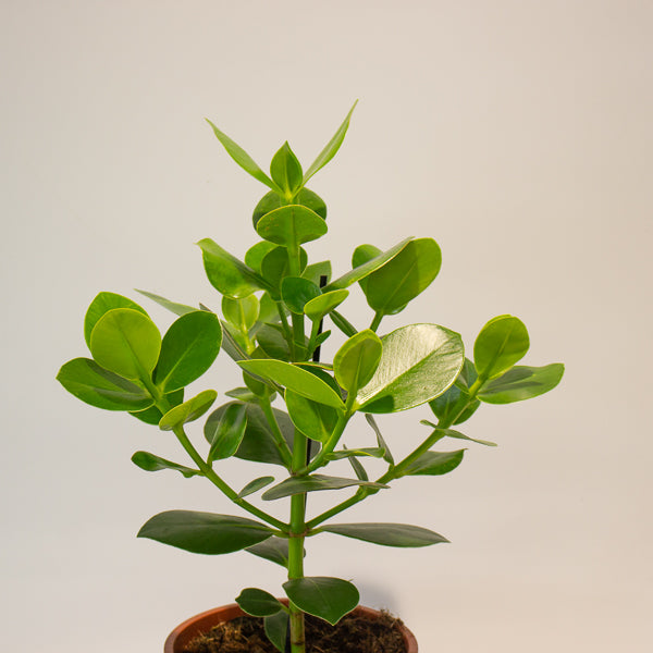 Clusia rosea Princess 17cm H50cm