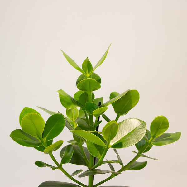 Clusia rosea Princess 17cm H50cm