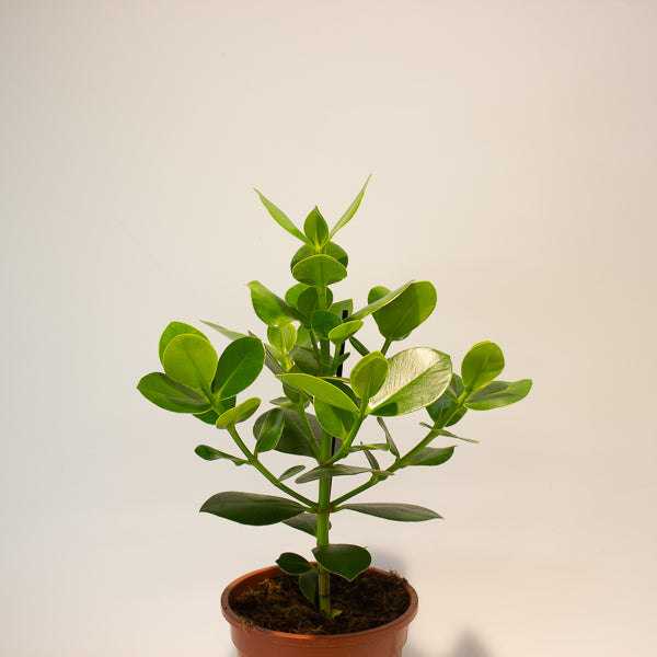 Clusia rosea Princess 17cm H50cm