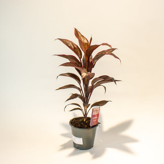 Cordyline Mambo 12cm H43cm
