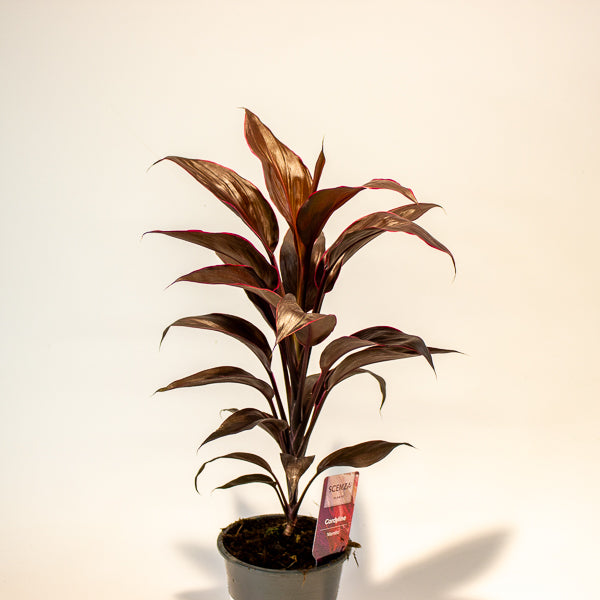 Cordyline Mambo 12cm H43cm